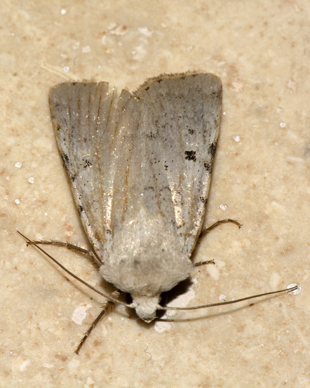 Noctuidae: Chersotis margaritacea